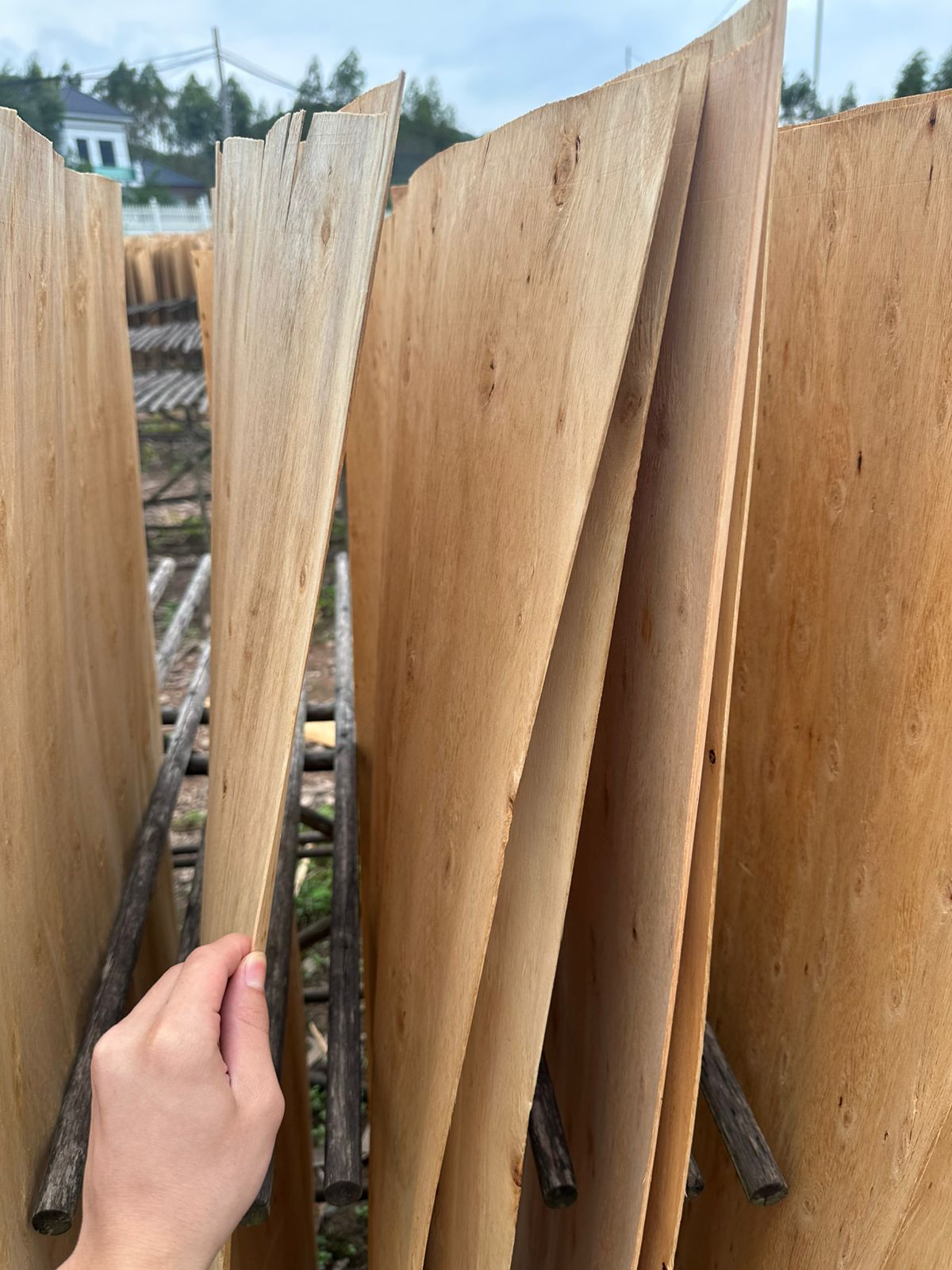 Eucalyptus