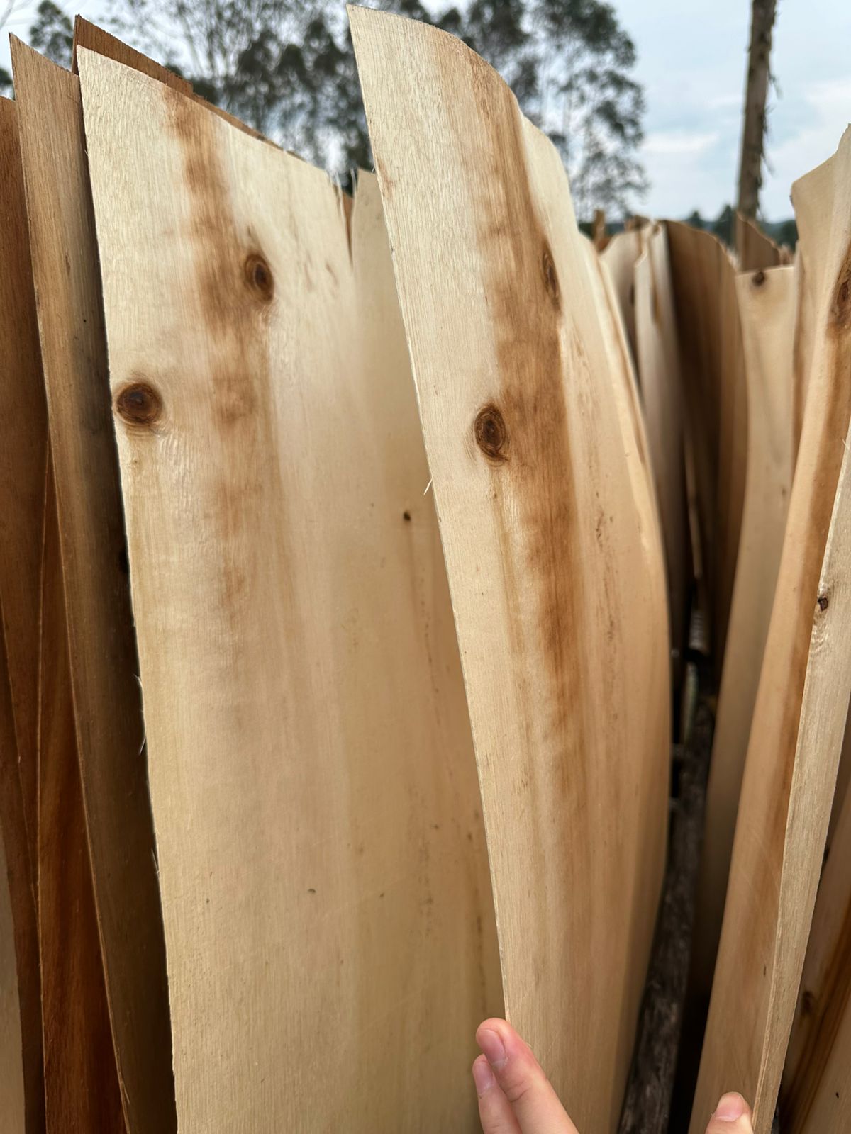 Acacia veneer